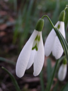 Galanthus 'John's Y-Fronts'